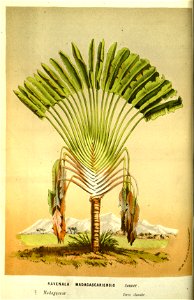 Flore des serres v13 117a