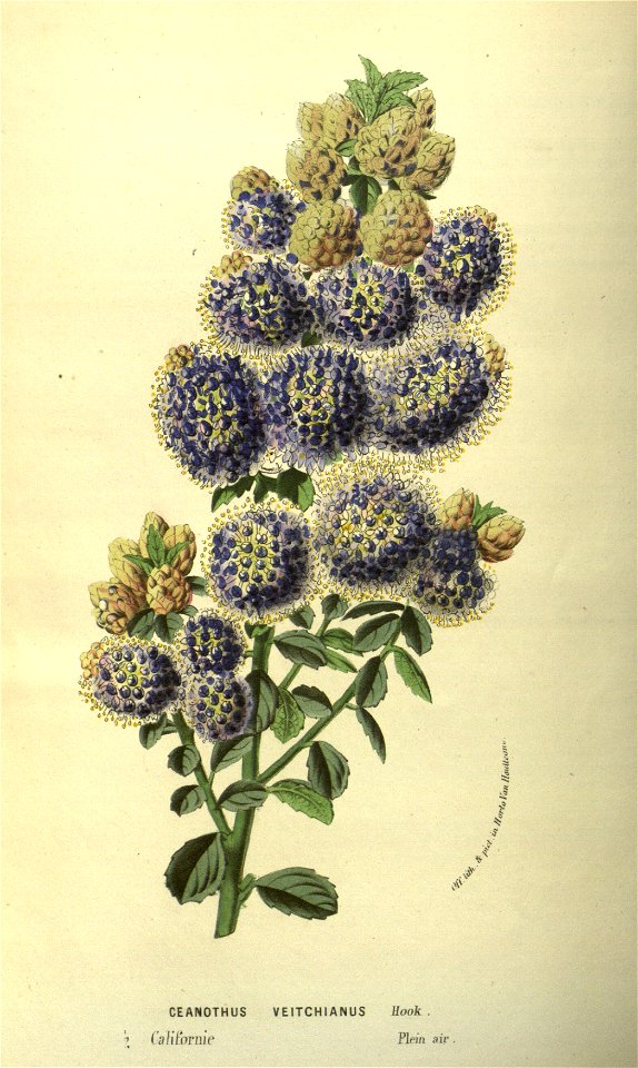 Flore des serres v13 171a