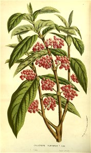 Flore des serres v13 127a