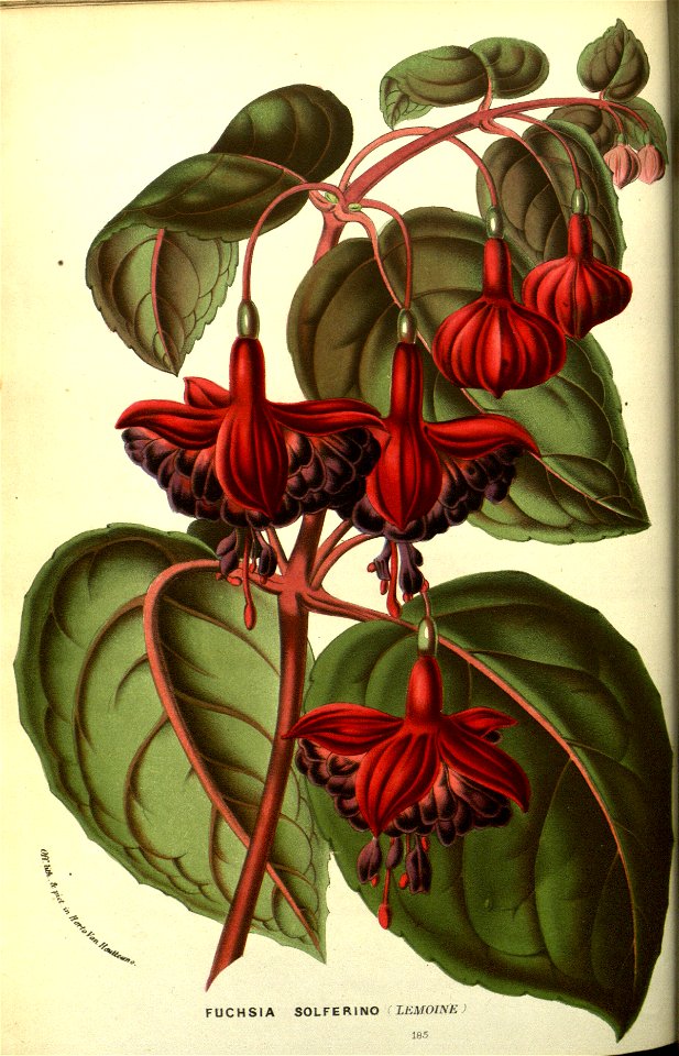 Flore des serres v13 135a
