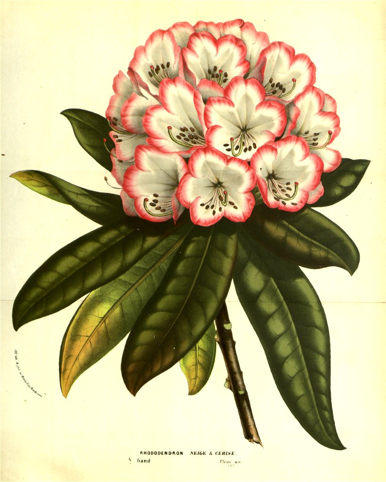 Flore des serres v13 185a
