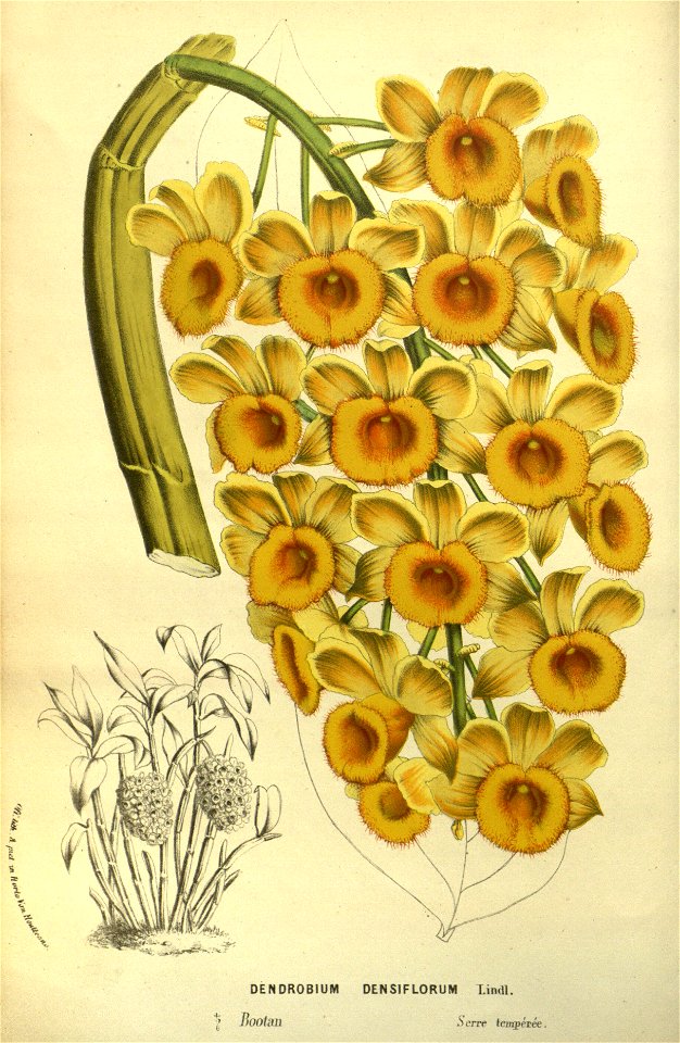 Flore des serres v14 005a