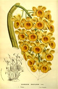 Flore des serres v14 005a