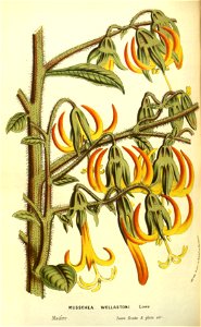 Flore des serres v13 159a
