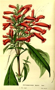 Flore des serres v14 015a