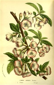 Flore des serres v14 023a