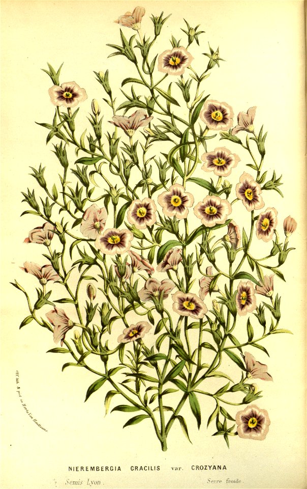 Flore des serres v14 041a