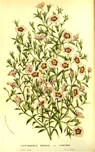 Flore des serres v14 041a