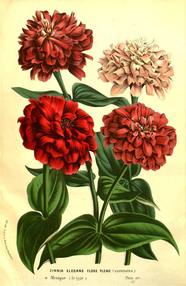 Flore des serres v13 189a