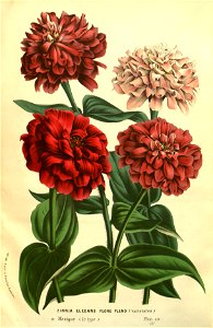 Flore des serres v13 189a