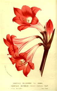 Flore des serres v14 053a