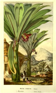 Flore des serres v14 065a