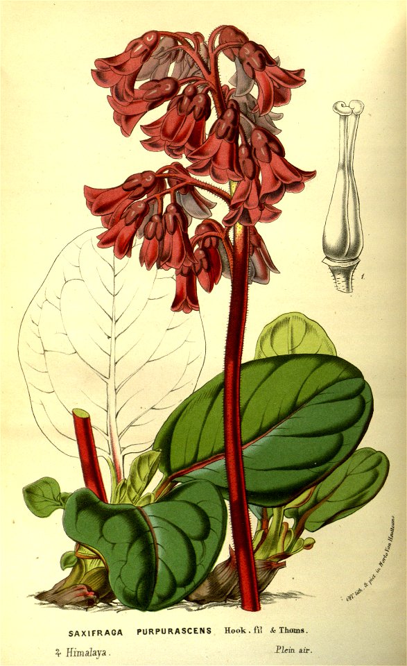 Flore des serres v14 019a