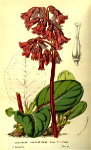 Flore des serres v14 019a
