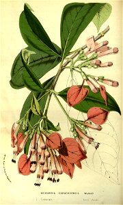 Flore des serres v14 075a