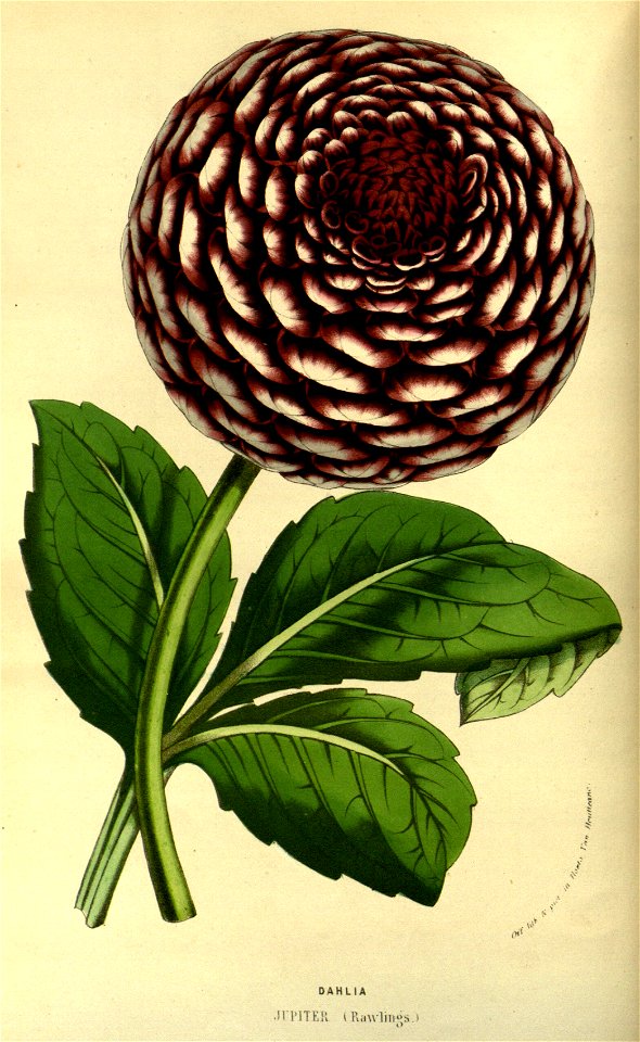 Flore des serres v14 027a