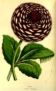 Flore des serres v14 027a