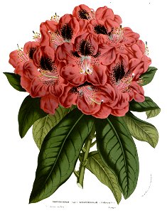Flore des serres v14 089a
