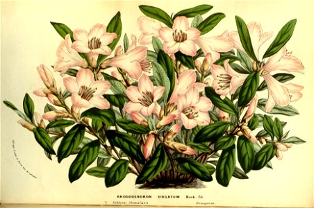 Flore des serres v14 037a