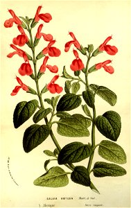 Flore des serres v14 047a