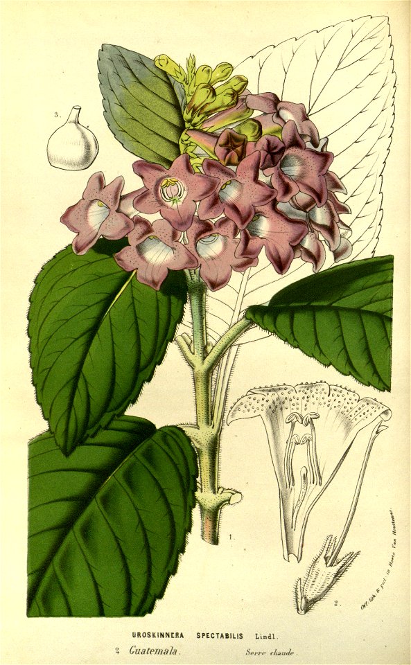 Flore des serres v14 109a