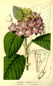 Flore des serres v14 109a