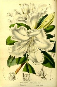 Flore des serres v14 057a