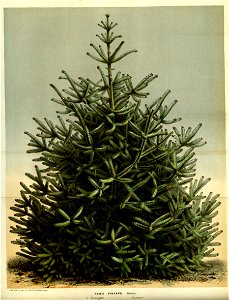 Flore des serres v14 119a