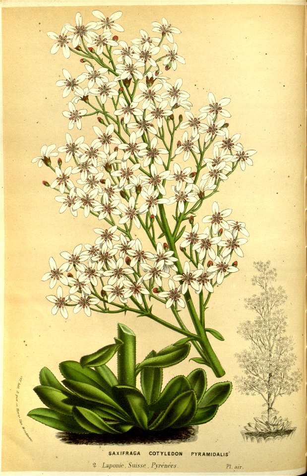 Flore des serres v14 133a