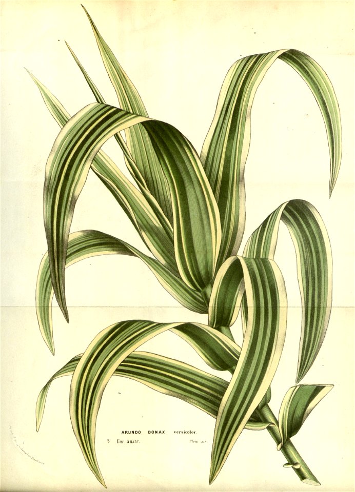 Flore des serres v14 081a