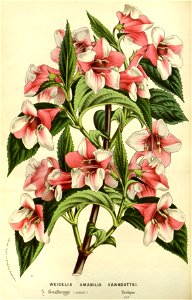 Flore des serres v14 143a