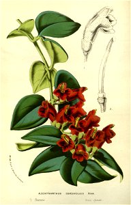 Flore des serres v14 101a