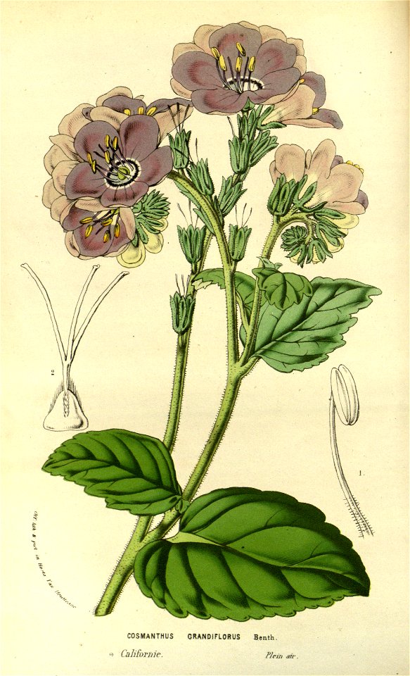 Flore des serres v14 153a