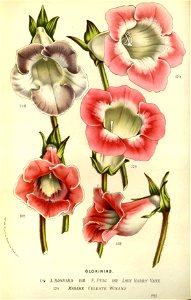 Flore des serres v14 115a