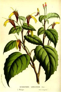 Flore des serres v14 163a