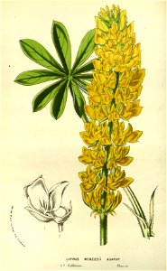 Flore des serres v14 175a