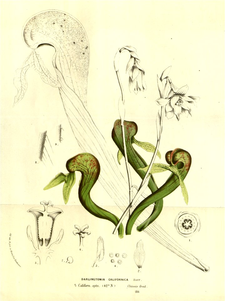 Flore des serres v14 125a