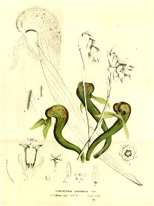 Flore des serres v14 125a