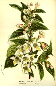 Flore des serres v14 139a