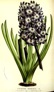Flore des serres v14 187a