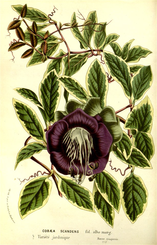 Flore des serres v14 199a