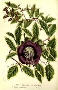 Flore des serres v14 199a
