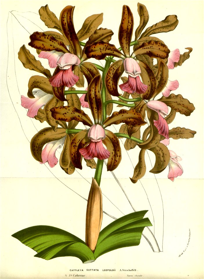 Flore des serres v14 209a