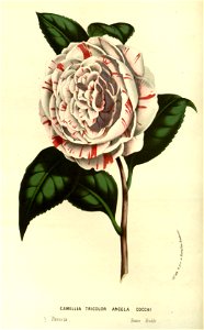 Flore des serres v14 169a