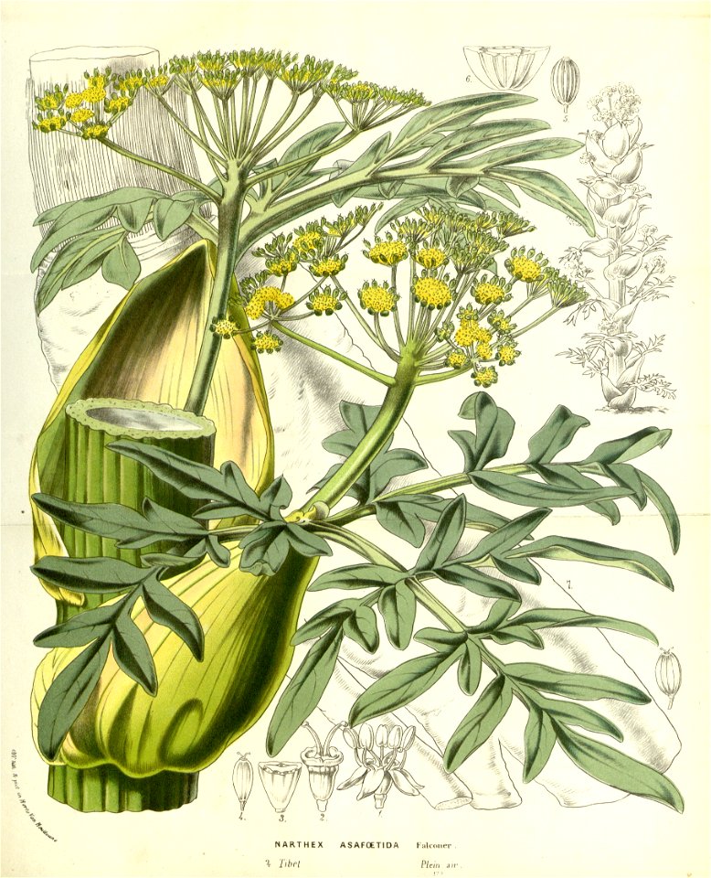 Flore des serres v14 225a