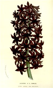 Flore des serres v14 183a