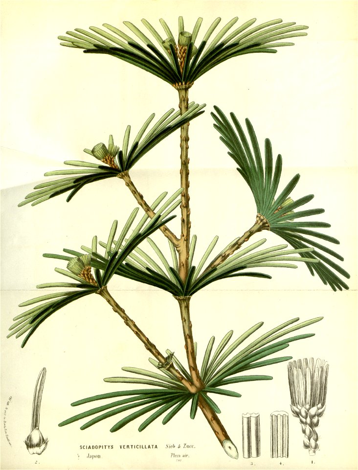 Flore des serres v14 241a