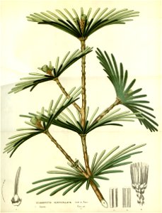Flore des serres v14 241a