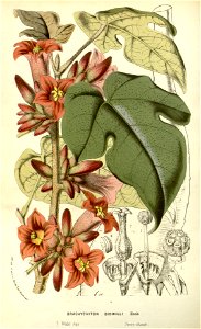 Flore des serres v14 193a