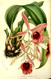 Flore des serres v14 261a